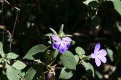 Barleria involucrata var. elata